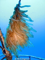 Squid eggs on the P29, Malta by Patrik Engstrom 